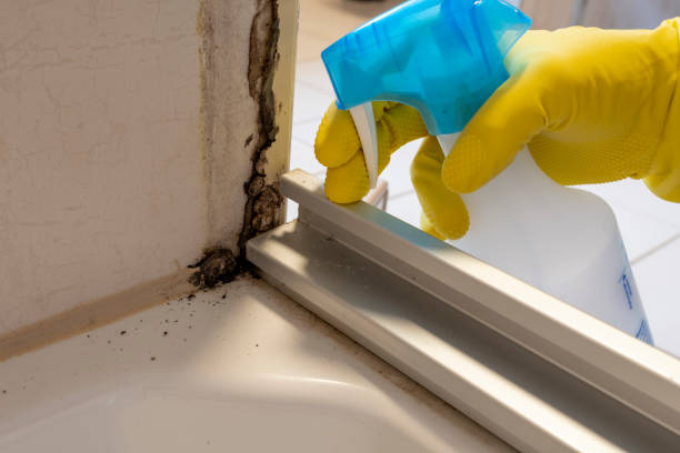 Why You Should Choose Our Mold Remediation Services in Snead, AL